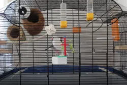 Birdcage Adapter with Simple Hydroponic Culture