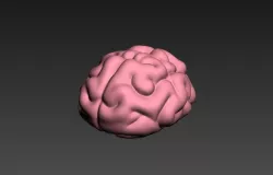 Brain