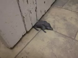 Dead Rat Doorstop.