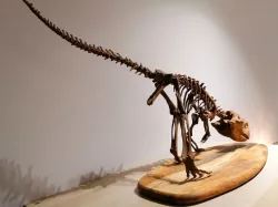 Dinosaur skeleton - Psittacosaurus
