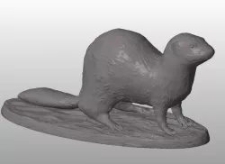 Ferret