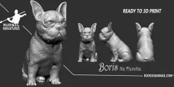 French Bulldog Boris