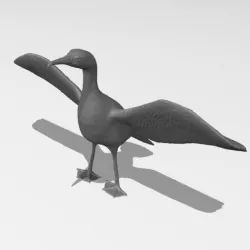 Great Cormorant