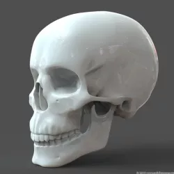 Human Skull model M3P1D1V1Skull