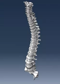 human spine