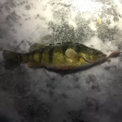 ICE CRANK ICE FISHING JIGGING LURE