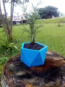 Maceta