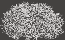 Seafan Coral