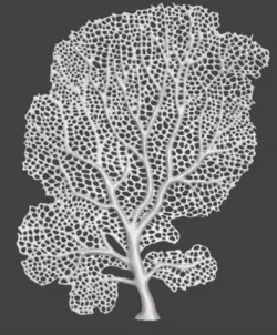 Seafan Coral