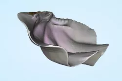 Shell - Stoup Shell from Thailand