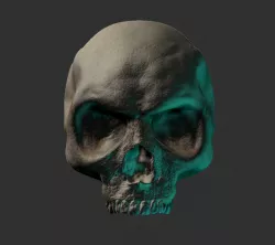 Skull 3D model