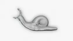 Snail
