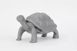 Tortoise