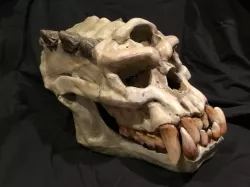 Troll Skull