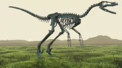 Velociraptor Skeleton