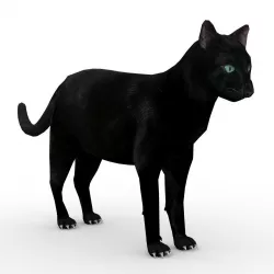 Black Cat Animated Low-poly  3D model