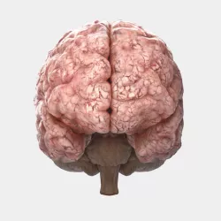 brain 3D model