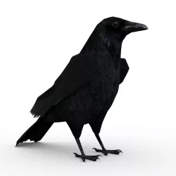 Carrion Crow Animated Low-poly  3D model