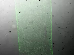 CellStruder v1
