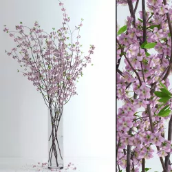 Cherry Blossom 3D model
