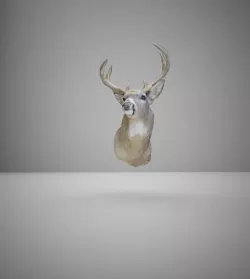 deer head  3D model