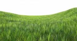 Dynamic Grass 3D model
