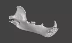 Himalayan brown bear mandible 3D model