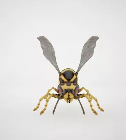 Honey Bee 3D model