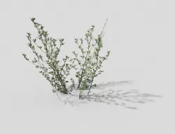 low poly grass Low-poly  3D model