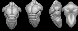 Male Torso 3D model