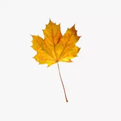Maple leaf 3D model