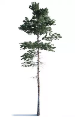 Pine Tree 003 3D model