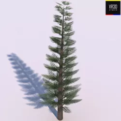Pine Tree  3D model