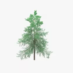 Pine tree 3D model