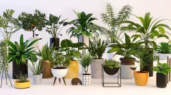 Plants 3D model