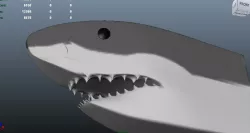 Shark's Head