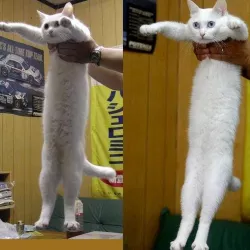Meme Longcat (balanced)