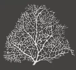 Seafan Coral2