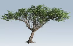 Acacia tree 3d model