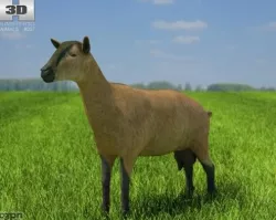 Alpine Goat (she-goat) 3d model