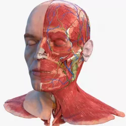 Anatomical Male Head Model with Neck 3d model