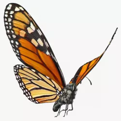 Animated Flying Monarch Butterfly Fur Rigged 3d model