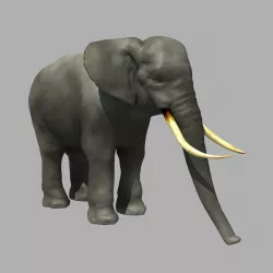Asian elephant 3d model