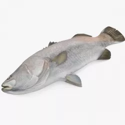 Asian Sea Bass Fish Lying 3d model
