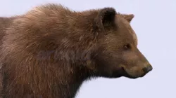 Bear 3d model