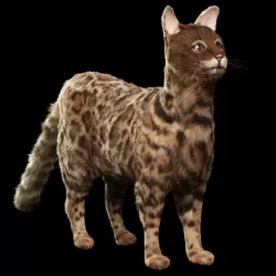 Bengal cat 3d model