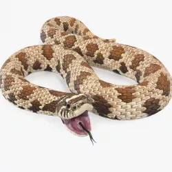 Brown Hognose Snake Attack Pose 3d model