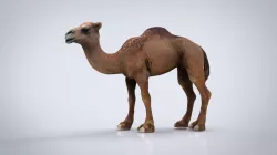 CAMEL 3d model