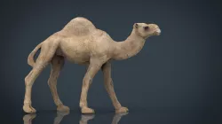 Camel 3d model