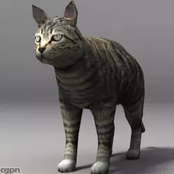 cat 3d model